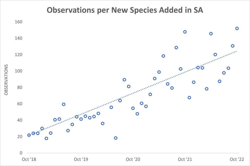 Observations per New Species Added in SA (October 2022)
